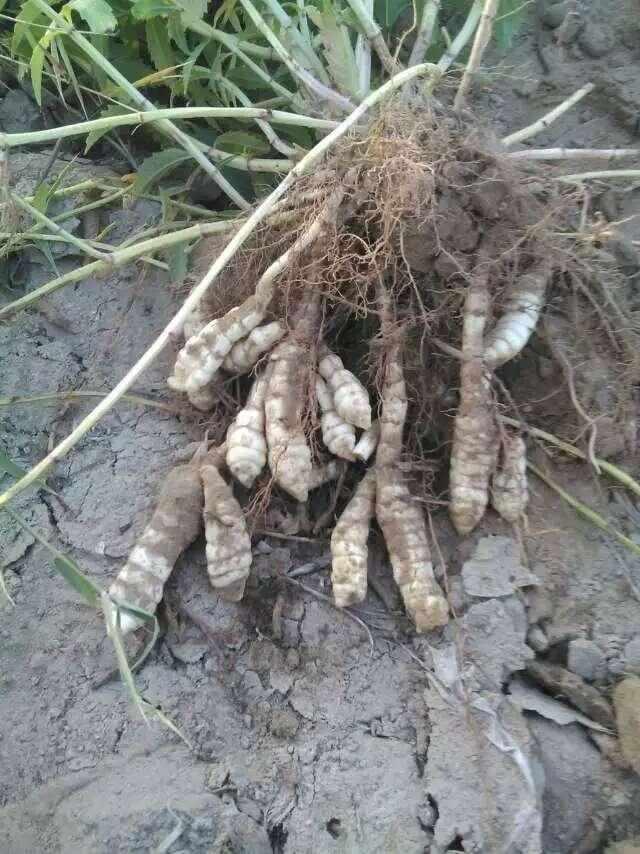 火狐电竞-拼多多回应25万买特斯拉:车子是正品 补贴也是真的(图1) 火狐电竞官网