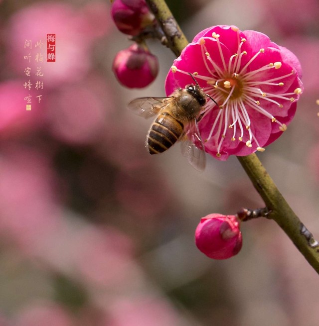 火狐电竞平台