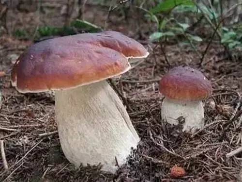 火狐电竞平台